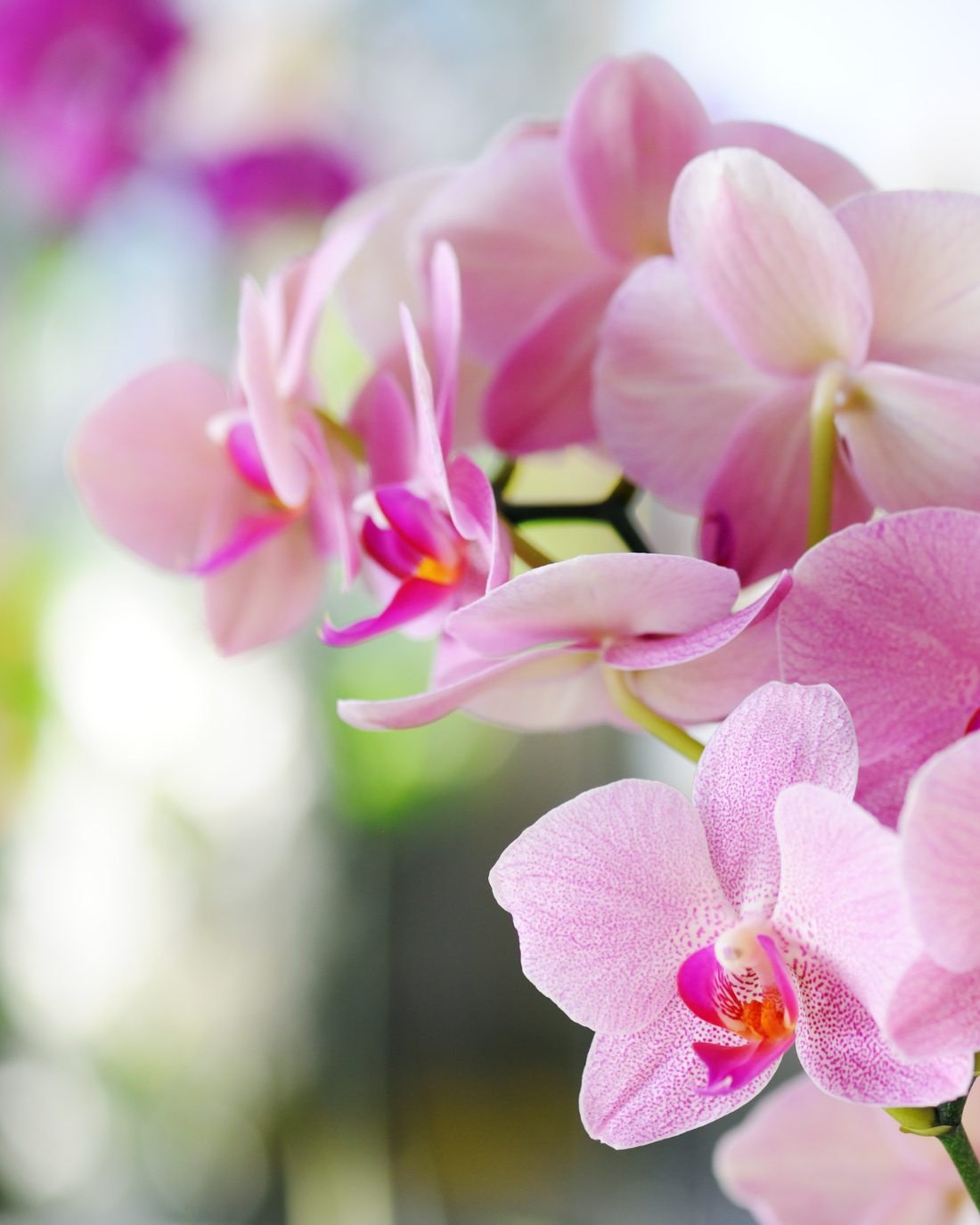 Pink orchids, part of the PerfeQTion visual language